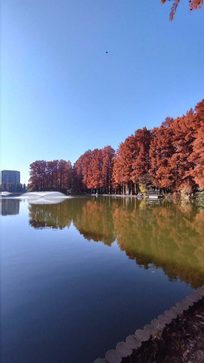 #メタセコイア並木 
雲ひとつ無い良い天気☀
風もなく散歩日和😊