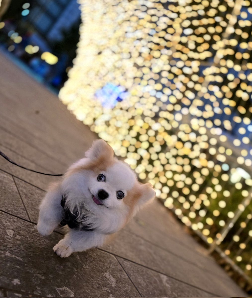 SBoowoo's tweet image. シーとイルミネーションを見に行けました✨

写真どれもブレブレの中、奇跡的に目線も笑顔も撮れていた🤩

キラキラ、シーは楽しかったって。

よかった行けて。実は2週連日曜に私がダウンしていたのです😵‍💫

#保護犬カフェ西八王子卒業生