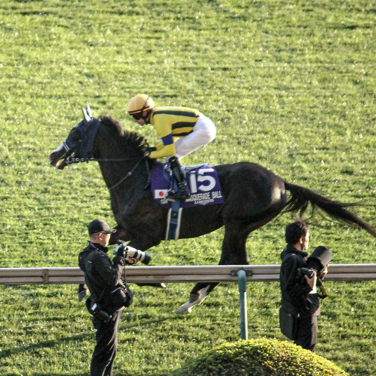 ⭐️JAPAN CUP 📅2025.11.30 🏟東京競馬場 🐴マスカレードボール