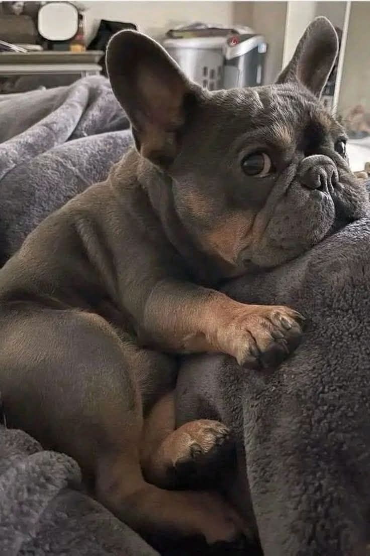 frenchieclub247's tweet image. 𝗔𝗺 𝗶 𝗯𝗲𝗮𝘂𝘁𝗶𝗳𝘂𝗹 𝘀𝗮𝘆 𝗬𝗲𝘀 𝗼𝗿 𝗡𝗼.🖤