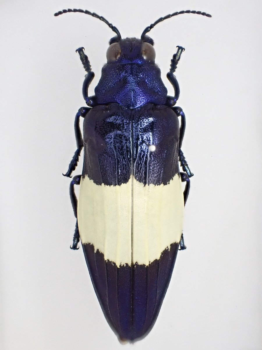 蟲眼鏡 (@meganemushi1229) / Posts / X