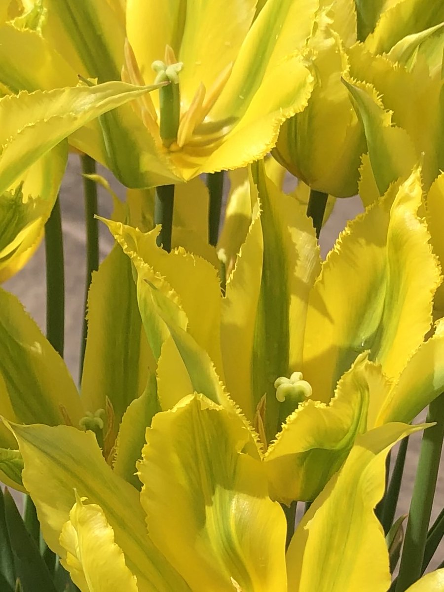 helen_brammeld's tweet photo. Happy Sunday everyone! Tulips for todayβs #SundayYellow Have a lovely day! Sunny here ! #LookingForwardToSpring ππ https://t.co/Gl4xAsIcPF
