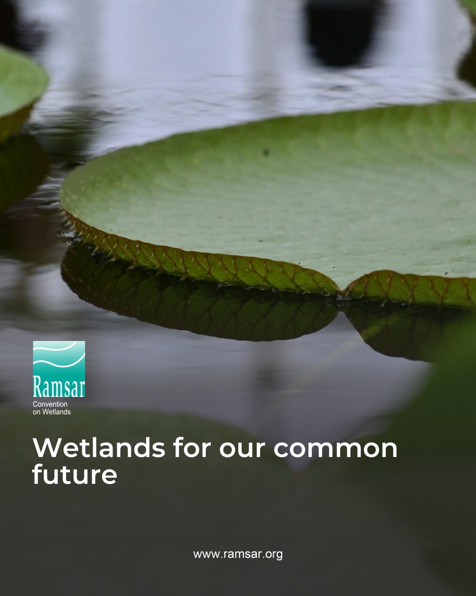RamsarConv's tweet image. 🦋 Wetlands are among the world’s most productive ecosystems and critical for wildlife preservation. 

🍀 Wetlands help us cope with the impacts of climate change and secure critical freshwater recources. 

We need healthy wetlands for our future and for our wellbeing.