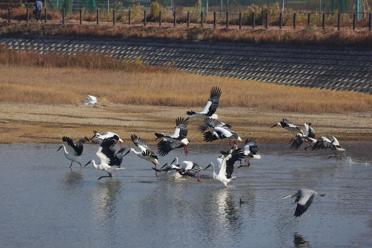 hunaho0274's tweet photo. 251130　稲美町 某池のコウノトリ

#J0317
#J0337
#J0339
#J0379
#J0419
#J0445
#J0455
#J0515
#J0521
#J0638
#J0643
#J0693
#J0715
#J0728
#J0730
#J0771
#J0824
#J0845
#J0846
#J0876
#J0871
#J0876
#J0877
#J0898
#J0915
#J0922
#J0923
トータル26羽 

近所のおばーちゃんが土手を歩いていきます→コウノトリびびって飛びます→シャッターシャンス！！！！

CANON EOS R5 + RF100-500mm f4.5-7.1 l is usm +5Ax2

#5Ax #兵庫県 #こうのとり #コウノトリ #鸛 #稲美町