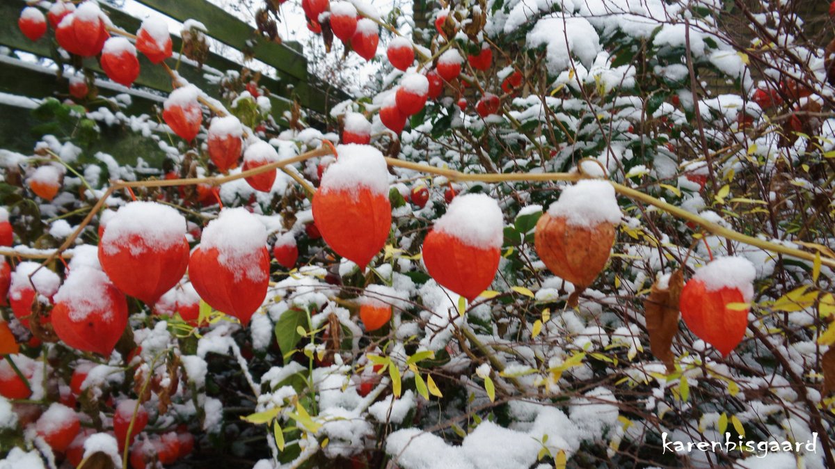 KarenBisgaard1's tweet photo. https://t.co/g4lfxuvUXI
#groundcherry #snowcovered #naturephotography https://t.co/xDjpLANTUG