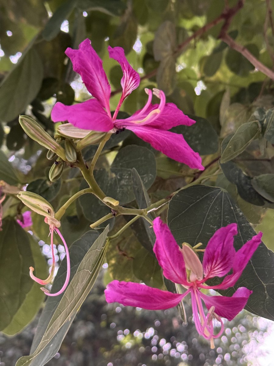 prasannasanthi's tweet image. Thanks Mohan . I tried Bokeh. I feel I am not good at Bokeh clicks . Must learn.