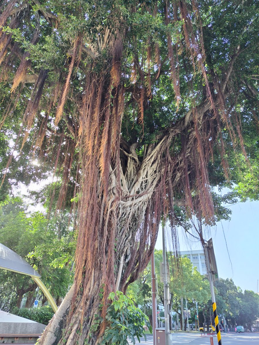 台湾で自由奔放に育っているガジュマルやフィカスを見ると「雪国の室内