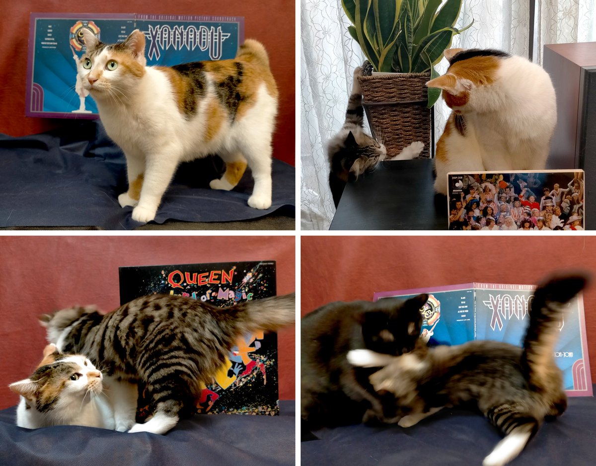 猫とレコード 今週のアウトテイク 左上：「場所ここでいいんでしょ