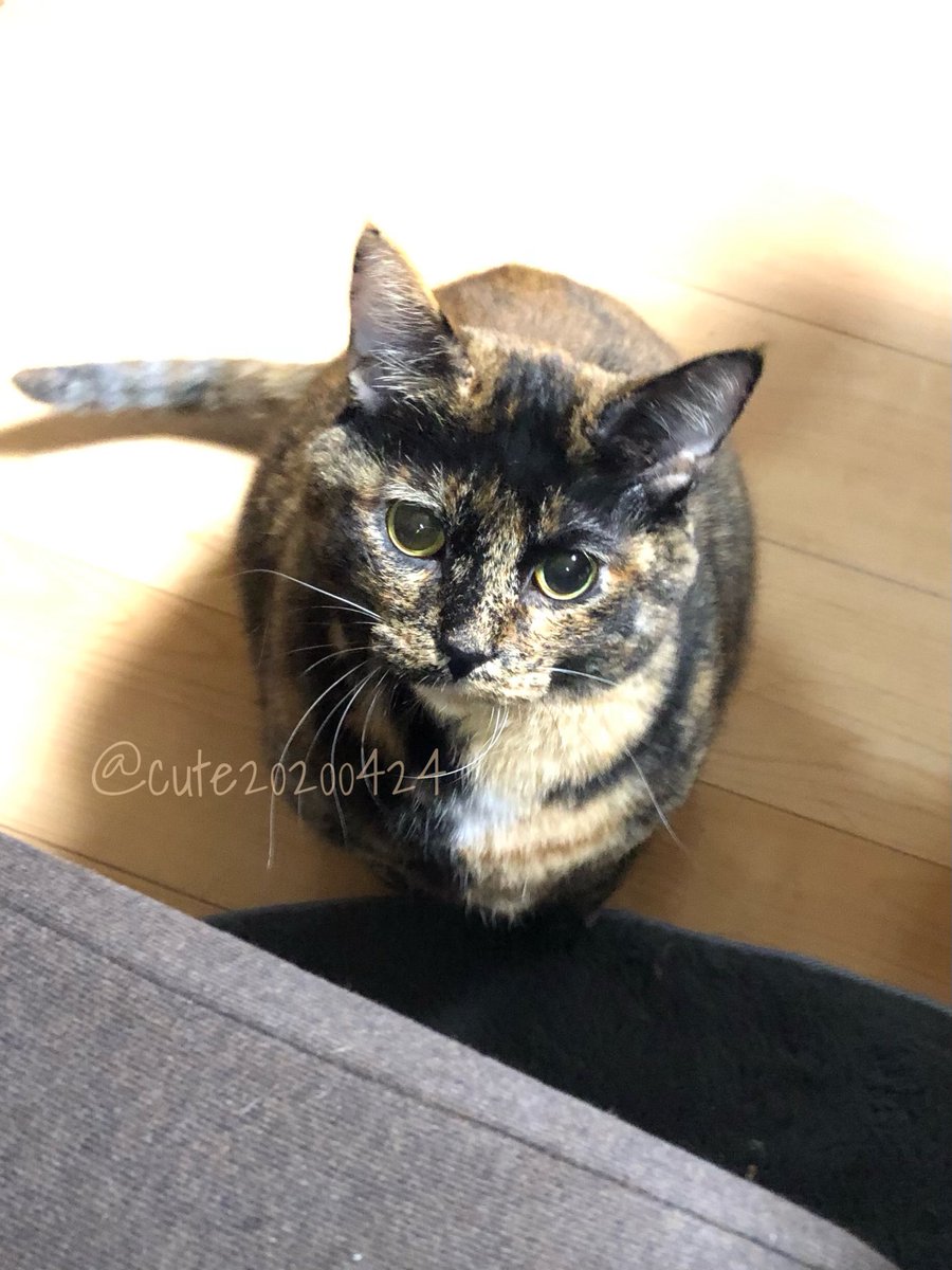 きゅーちゃん成長日記 (@cute20200424) / Posts / X