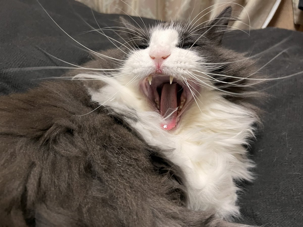 ねこが黒い布団の上で寝るから毛だらけ