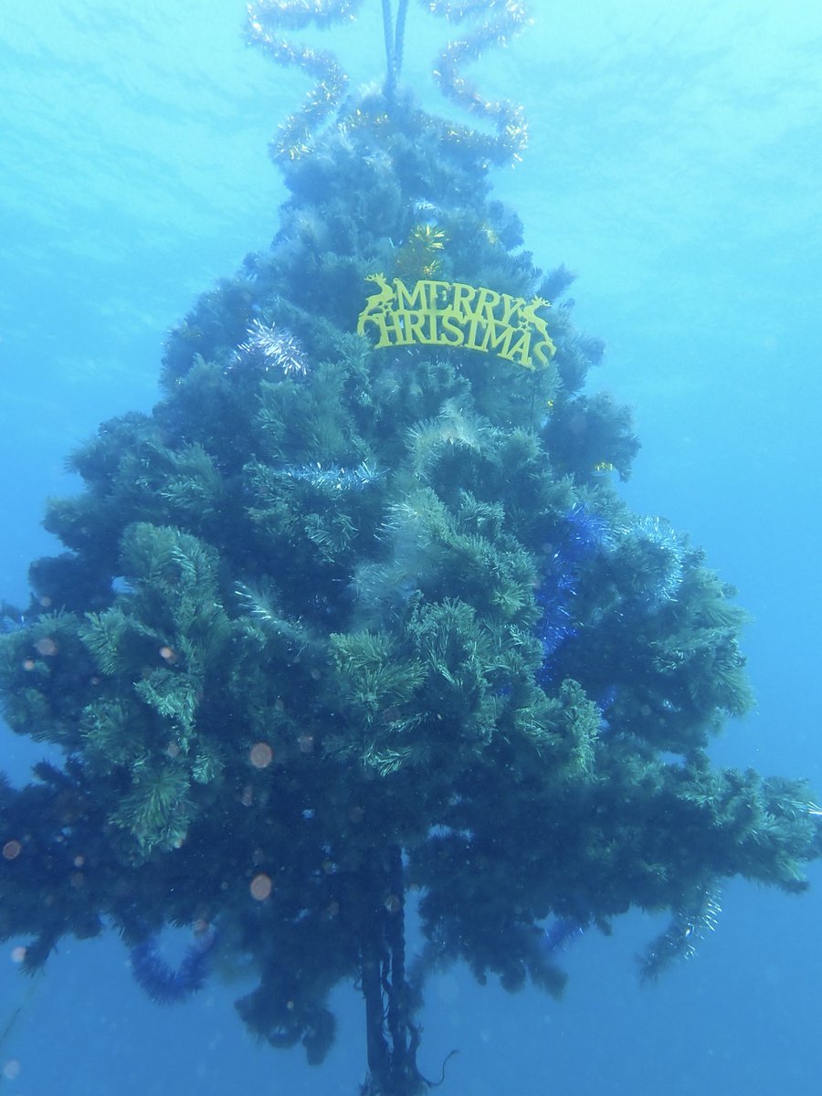 今日は海潜ってました☺️
11月のﾒﾘｰｸﾘｽﾏｽ