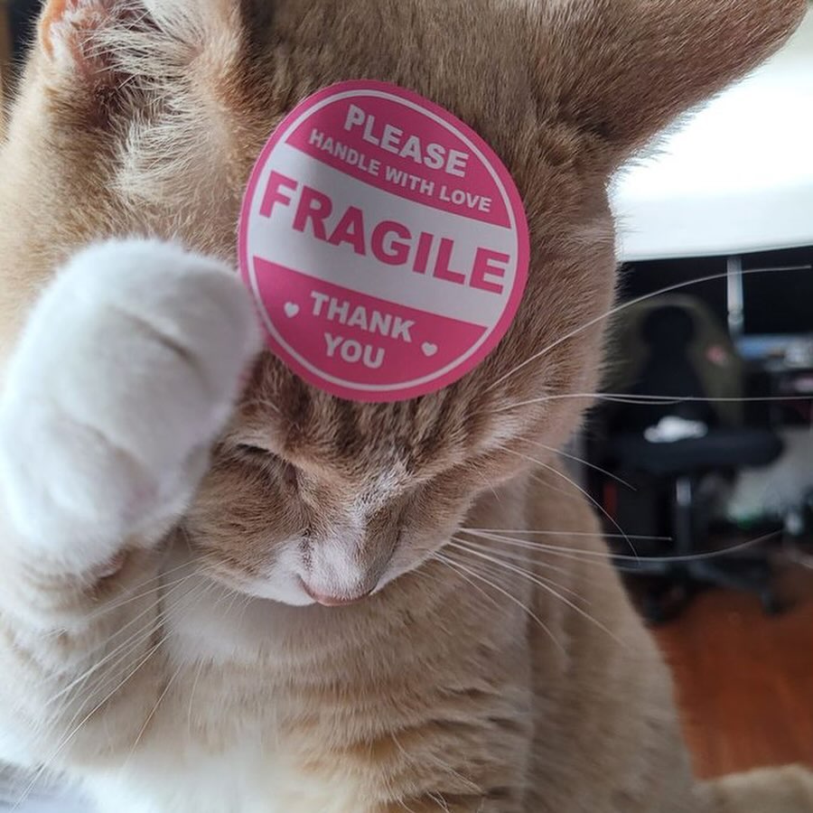 Catsillyness's tweet image. 