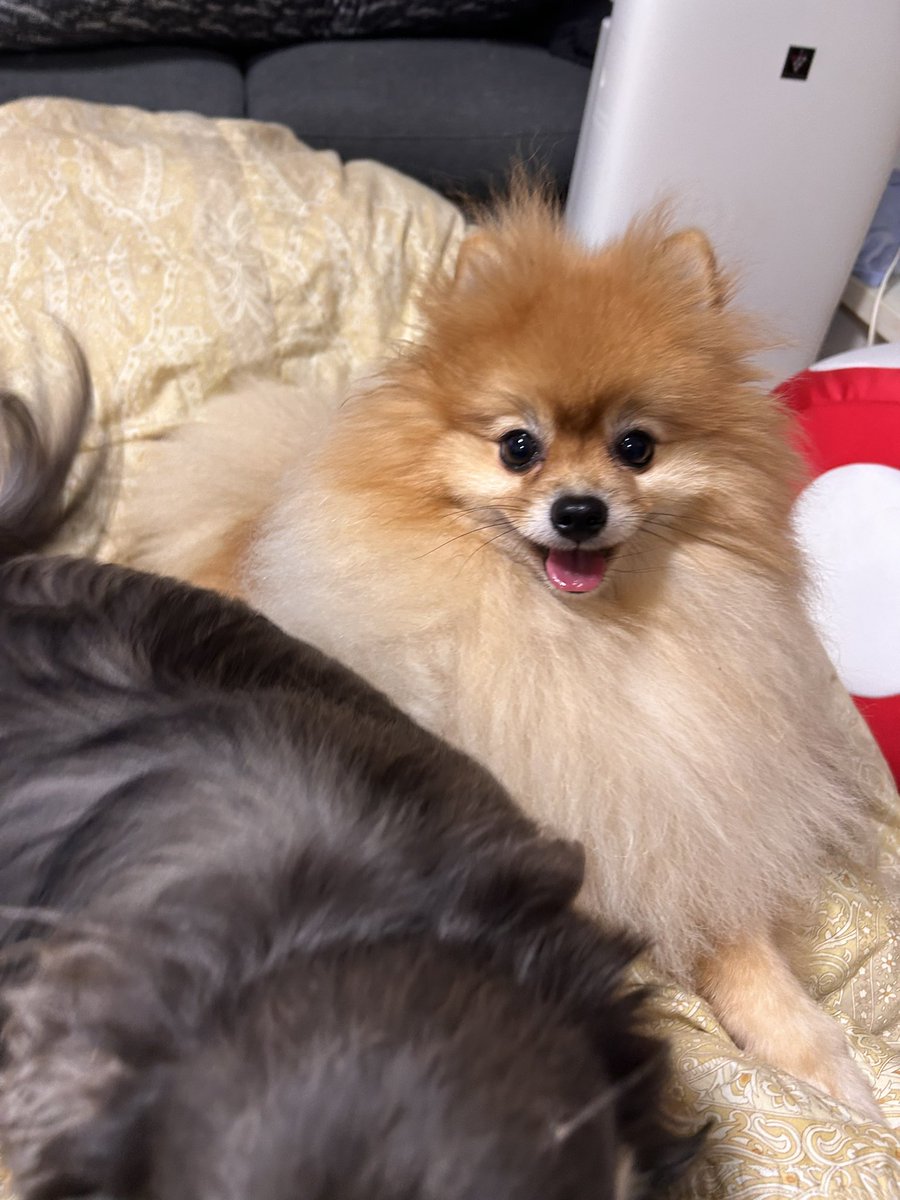 写真撮ろうとするとチワワ様がいつも見切れる🥹