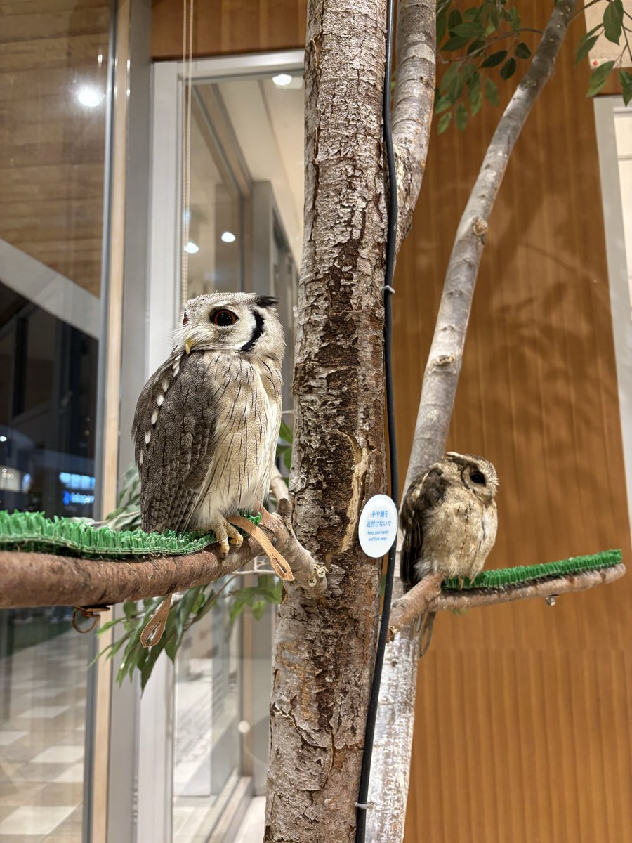 ツーショ会も終え、ふれあいの世界へ！！！！！ 1枚目はとびきり可愛い