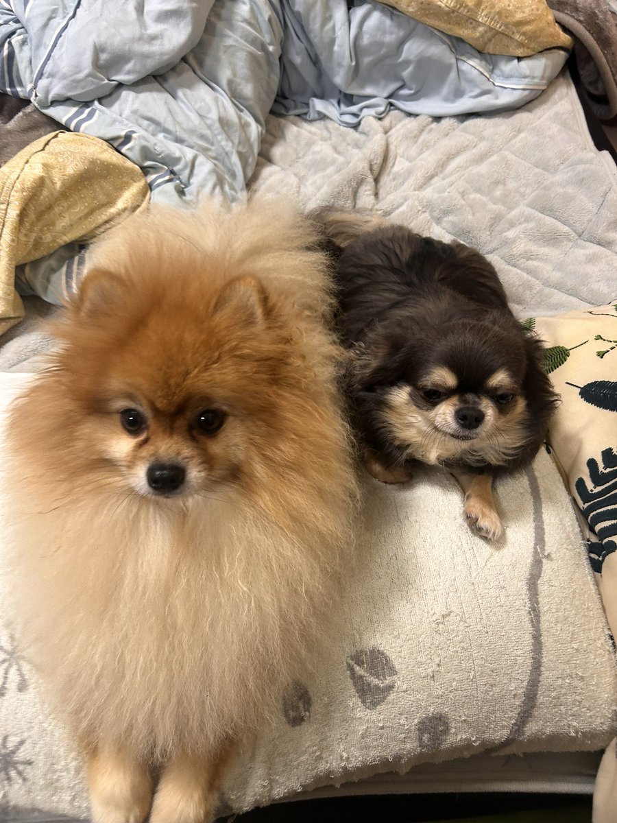 おポメ様とチワワ様🐶