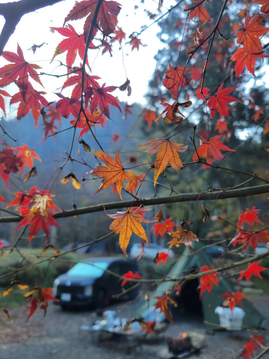 PONTAN0922's tweet photo. 紅葉もオワタね～ https://t.co/bnaPqiN2a7