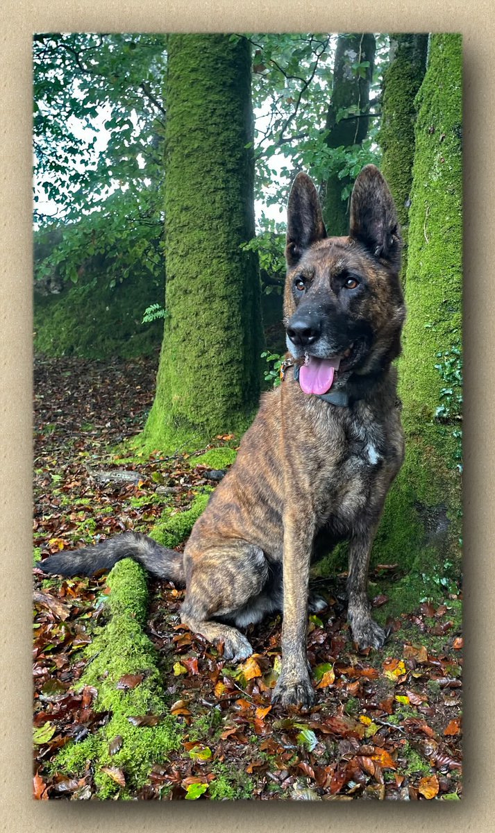 It's #SeniorSunday and 8yr old Louis from the #Cornwall kennels is popping in to say hello ❤️ 

#dogs #GermanShepherd #Sunday