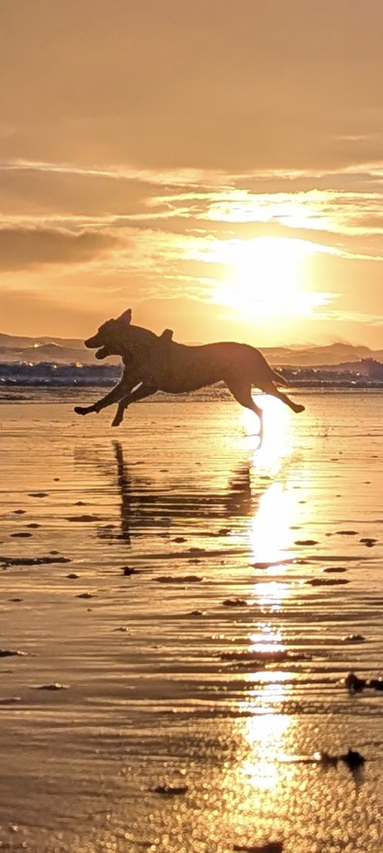 stevew_pfc's tweet image. Popped out for coffee first thing...
Inadvertently got a pic of a dog in full flight 
#StMarys #Lighthouse #Longsands
#WhitleyBay #Tynemouth 
#sunrise