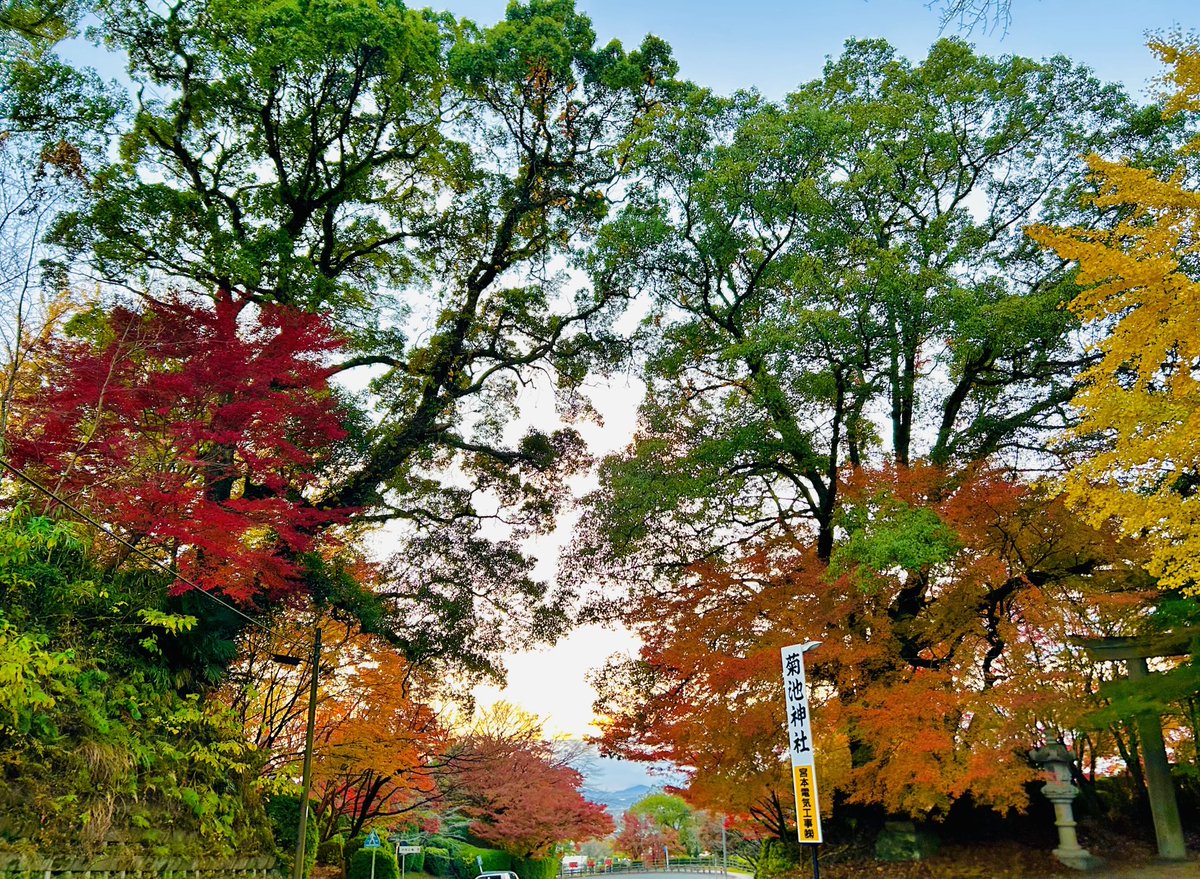 Kikuchi Jinja 菊池神社⛩️