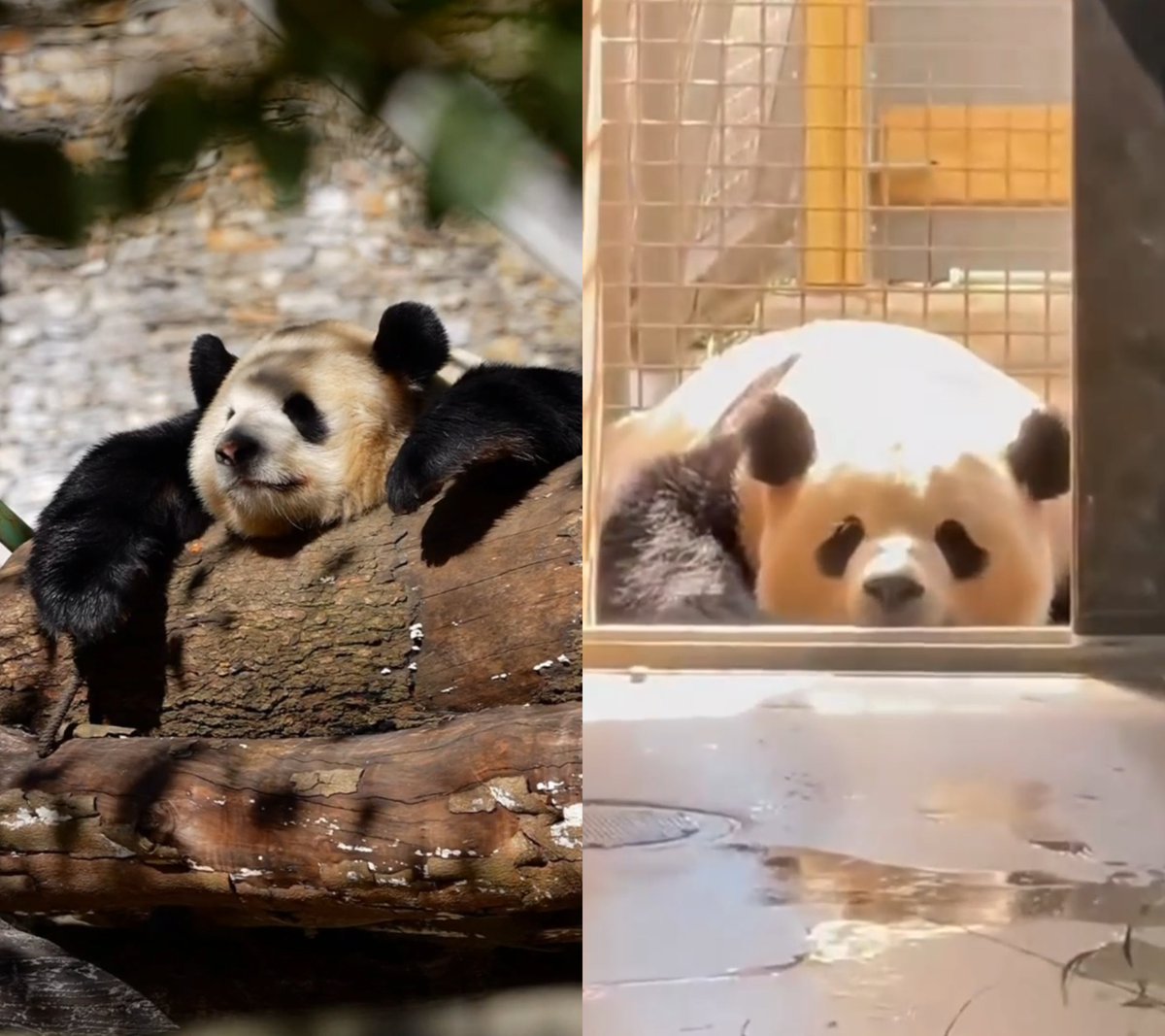 likingpanda's tweet image. Bao Li and papa Wu Yang, matching the same cuteness 💞

#BaoLi #DCPandas