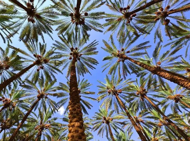 عدد أشجار النخيل في المملكة تتجاوز الـ37 مليون نخلة.

إنتاج التمور وصل لـ1923 ألف طن.

(الإحصاء)

-