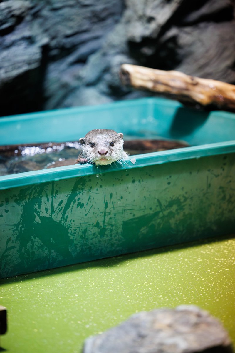 コツメカワウソ #竹島水族館 2025.11