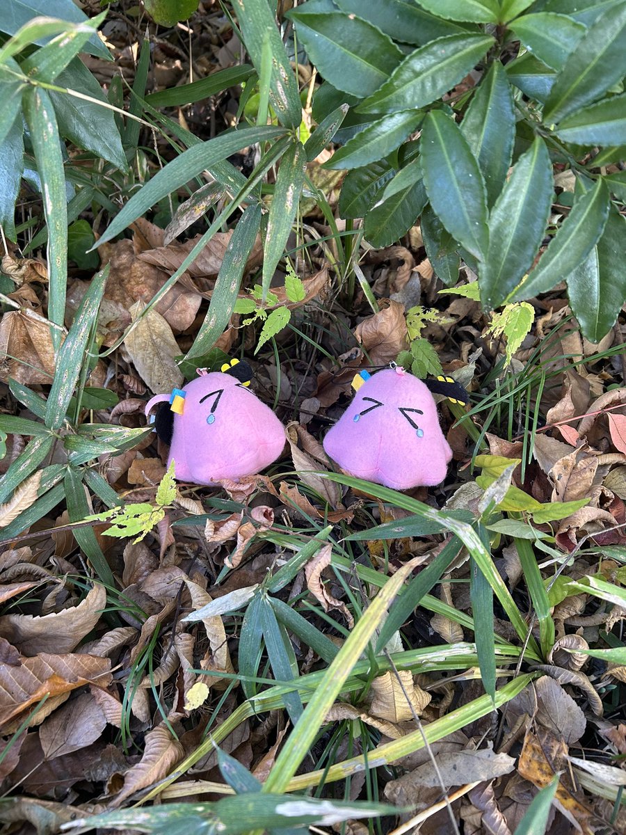 メンダコページ メンダコぼっちちゃん達〜！ お散歩よー。 (＞＜)／みー。 #メンダコぼっち