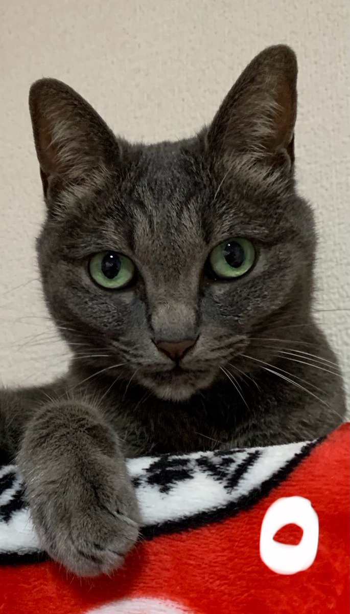 にゃうこ (@nia_7053) / Posts / X