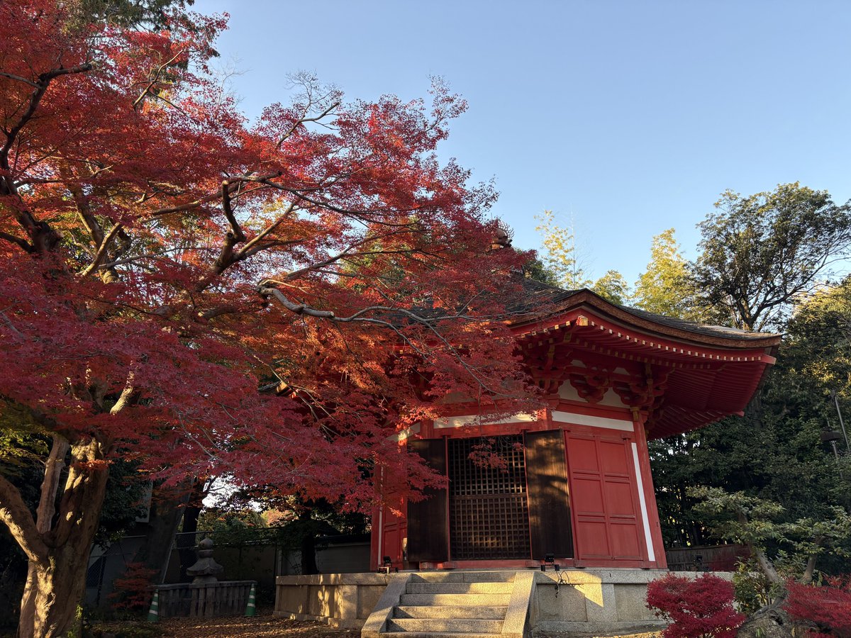 京都で一番紅葉が綺麗（諸説あり）な東福寺に行ってきました！
天気が良くてとても綺麗でした✨