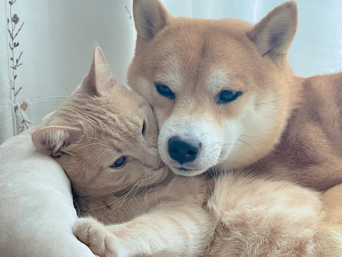 おかかときんぴら (@okaka_0516) / Posts / X