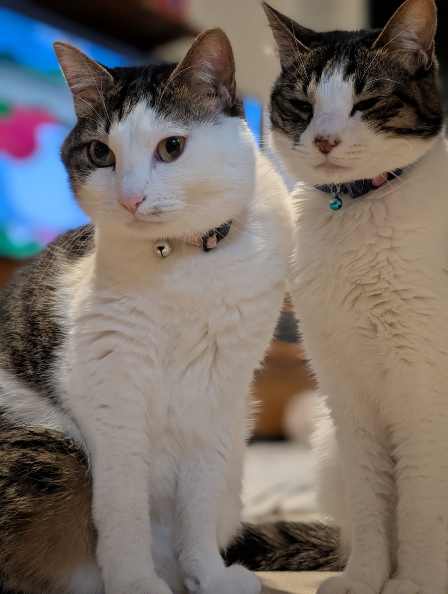 土下座撮影成功。
コッチのほうがええな！