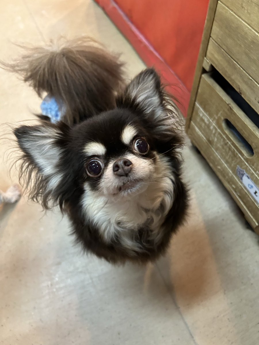 チワワ ロングコートチワワ 🐶ミテル💕 5歳 女の子 2.42kg 机の下からジーッと