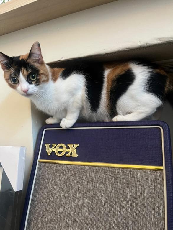 Vox Amps UK tweet media