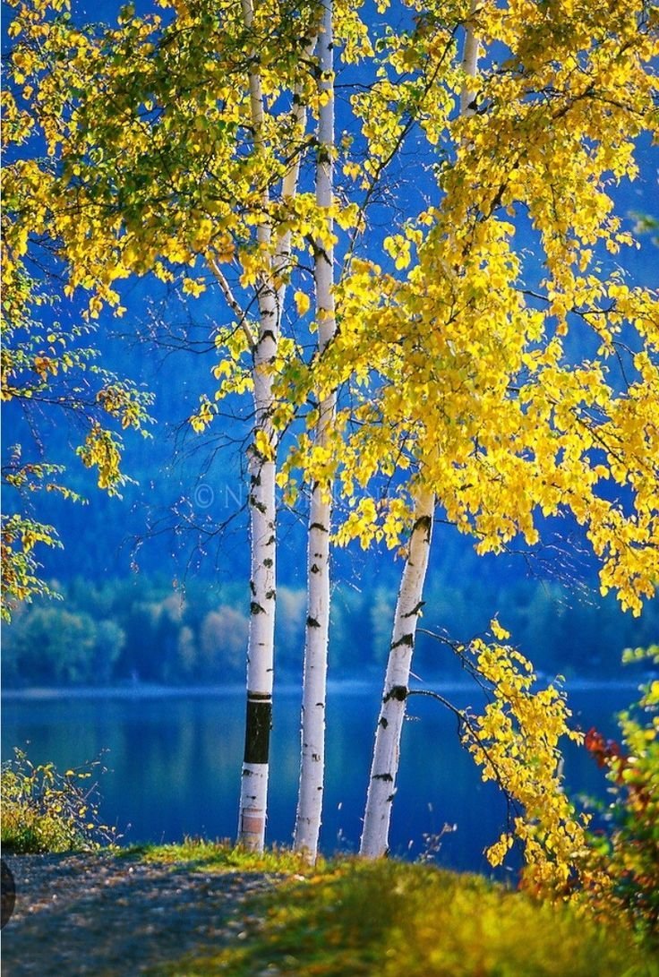 mfarooqbukhsh's tweet image. Good morning X, family friends 🧡💙

I hope y&apos;all have a productive day!

#MondayMotivation 
#MondayVibes