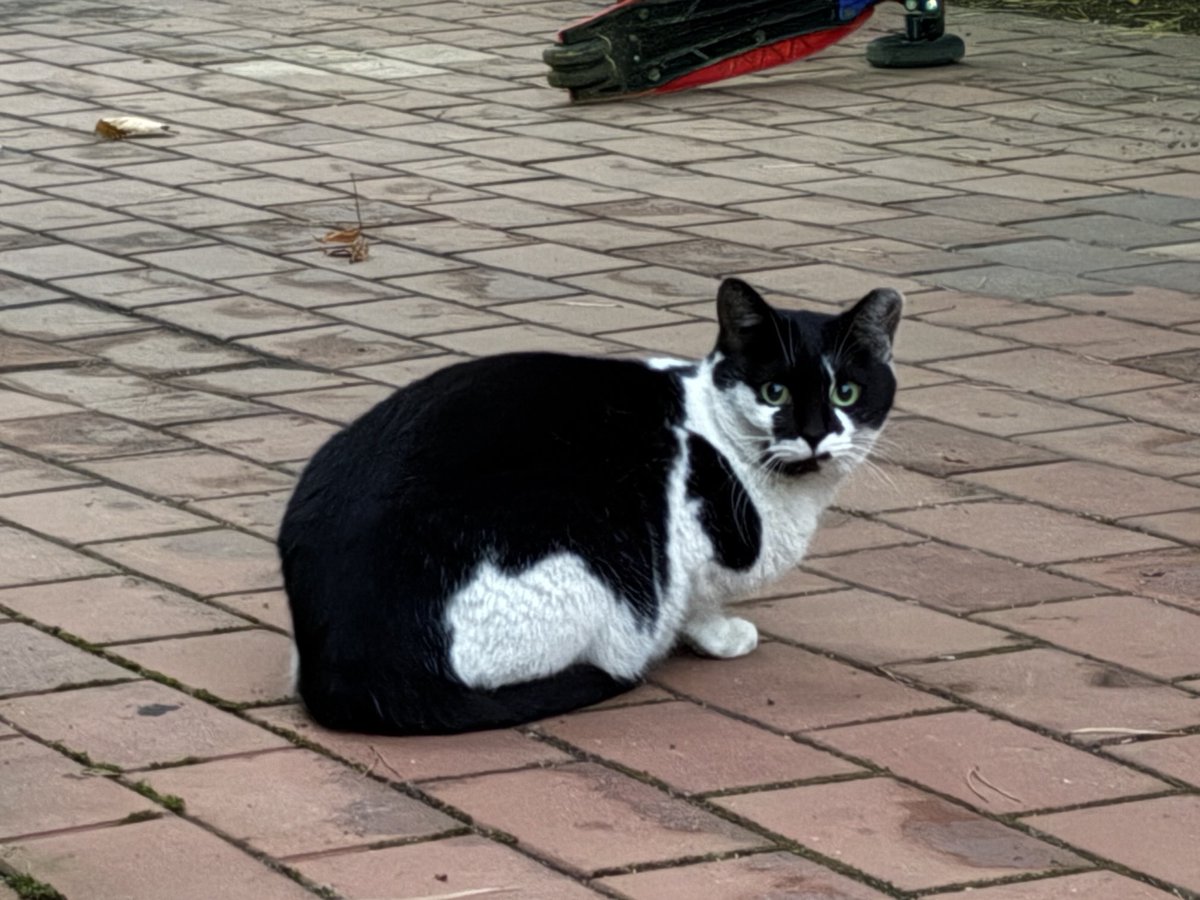 우리 주민 냥이 반가워. 
부디 너의 묘생이 평탄하기를.