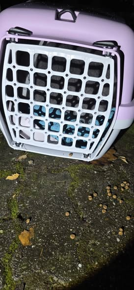66953 Pirmasens
Katze in einer Transportbox ausgesetzt
Tierheim Parmasens Kopie:
Und schon wieder! Warum übernehmen Menschen nicht die Verantwortung für Ihre Tiere!?
Diese hübsche Katze/Kater haben die Kollegen heute Morgen früh vor Dienstantritt am Nachbargrundstück gefunden.