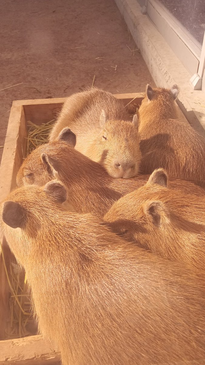 Post by 八重樫です。(カピバラ大好き) on X: ゴニンキョウダイ