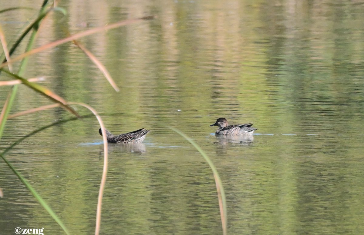 Shan Shui Conservation Center tweet media