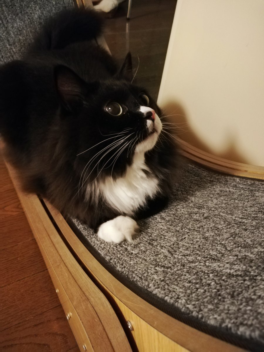 sakuramochi925's tweet image. 寝る前にひとっ走り…と思ったのに、ホイールはストッパーが止められていた。
もう夜遅いのだ。また明日走ってね。
 plaza.rakuten.co.jp/clambake/diary… #r_blog #猫のいる暮らし