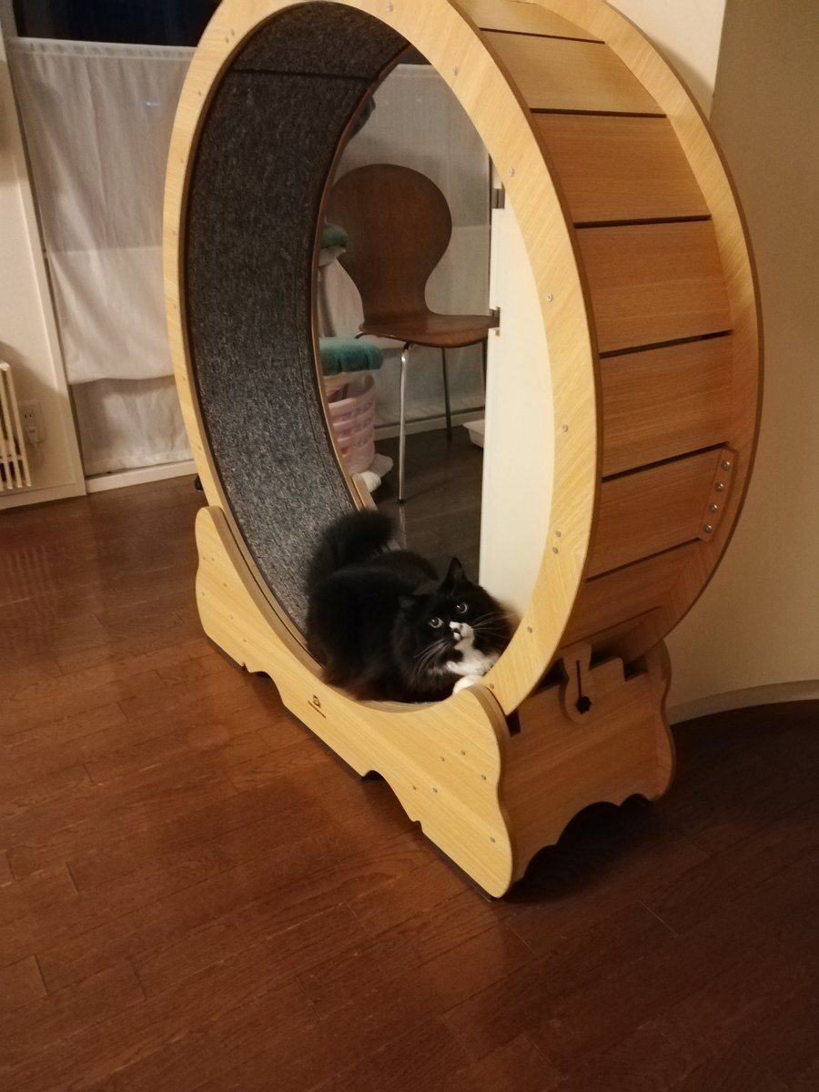 sakuramochi925's tweet image. 寝る前にひとっ走り…と思ったのに、ホイールはストッパーが止められていた。
もう夜遅いのだ。また明日走ってね。
 plaza.rakuten.co.jp/clambake/diary… #r_blog #猫のいる暮らし