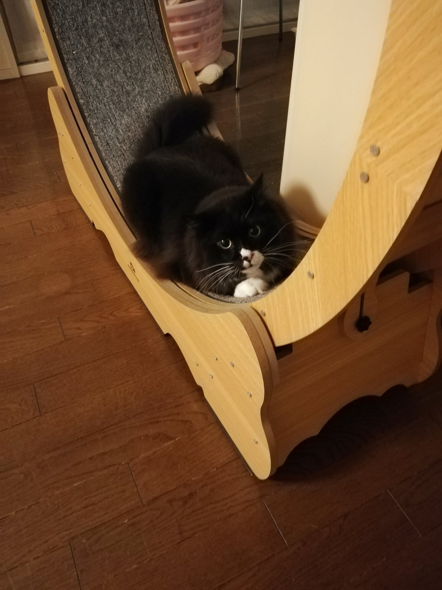 sakuramochi925's tweet image. 寝る前にひとっ走り…と思ったのに、ホイールはストッパーが止められていた。
もう夜遅いのだ。また明日走ってね。
 plaza.rakuten.co.jp/clambake/diary… #r_blog #猫のいる暮らし