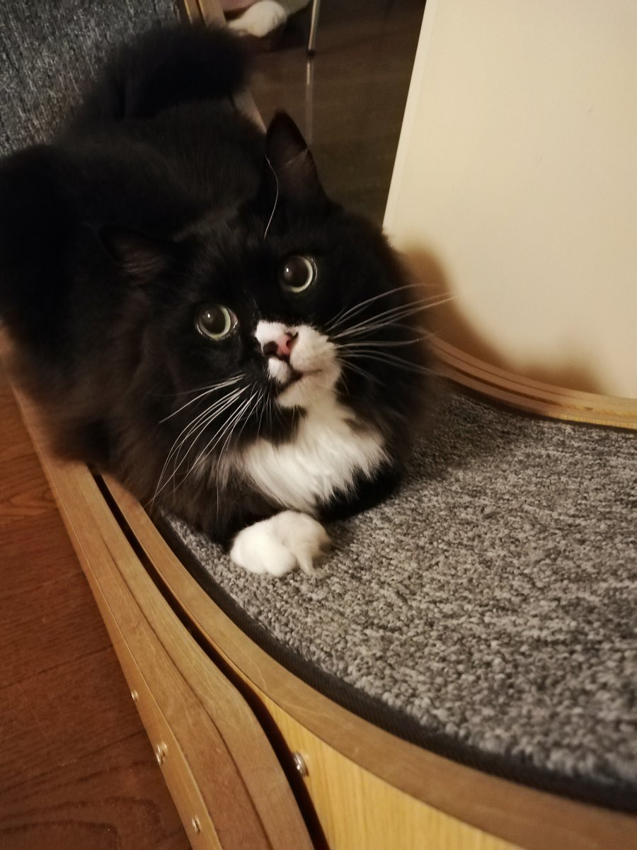 sakuramochi925's tweet image. 寝る前にひとっ走り…と思ったのに、ホイールはストッパーが止められていた。
もう夜遅いのだ。また明日走ってね。
 plaza.rakuten.co.jp/clambake/diary… #r_blog #猫のいる暮らし