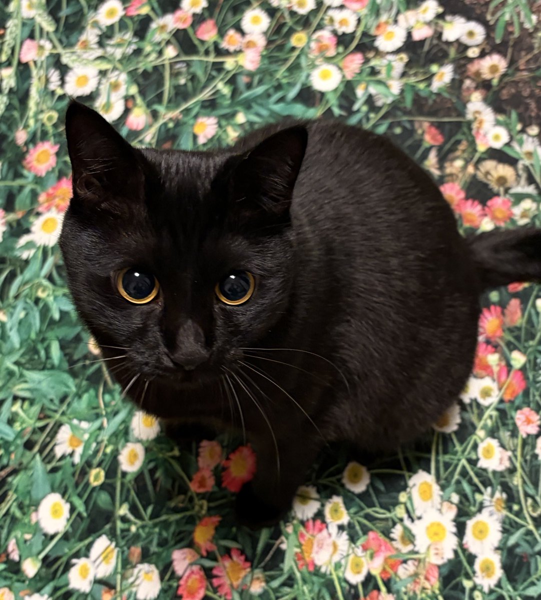 uni_kuroneko's tweet image. 🌷⟡.· 🌼 *.  🐈‍⬛

#黒猫