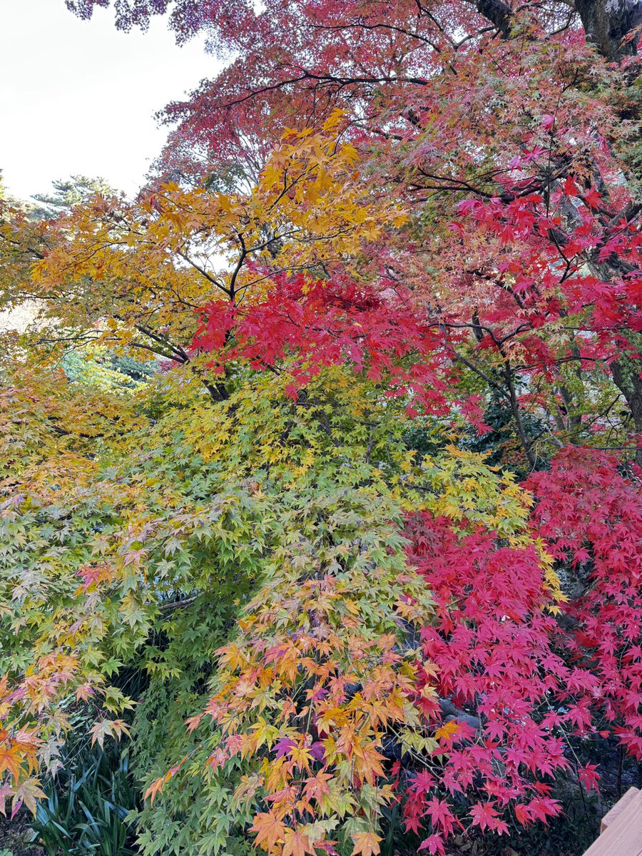 休日に熱海へ旅行に🚄 (´・ω・｀)ﾓﾁﾛﾝﾋﾄﾘﾃﾞｽｶﾞﾅﾆｶ?? 温泉♨からの紅葉