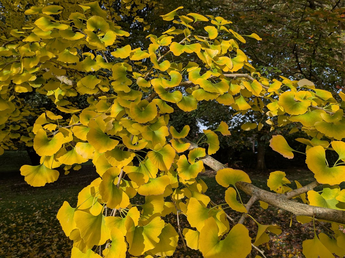 catecawley's tweet image. Ginkgo, Maidenhair or Fossil #Tree, seen as a living fossil. Bright yellow #leaves can bring a good #harvest if they turn #colour at once. Associated with longevity, vitality, #peace and resilience. A sacred tree connected to heaven &amp;amp; earth. #FolkloreSunday