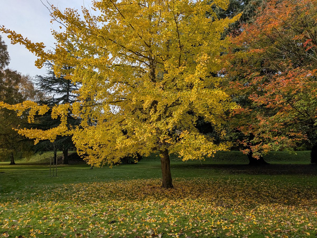 catecawley's tweet image. Ginkgo, Maidenhair or Fossil #Tree, seen as a living fossil. Bright yellow #leaves can bring a good #harvest if they turn #colour at once. Associated with longevity, vitality, #peace and resilience. A sacred tree connected to heaven &amp;amp; earth. #FolkloreSunday