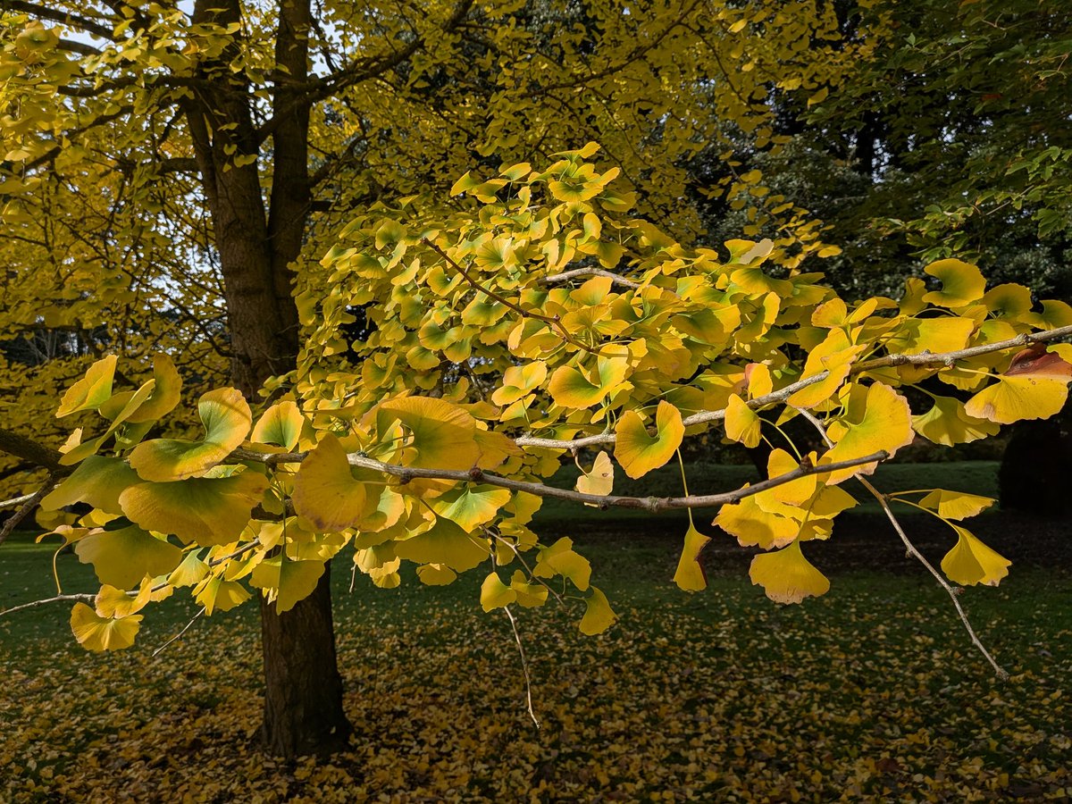catecawley's tweet image. Ginkgo, Maidenhair or Fossil #Tree, seen as a living fossil. Bright yellow #leaves can bring a good #harvest if they turn #colour at once. Associated with longevity, vitality, #peace and resilience. A sacred tree connected to heaven &amp;amp; earth. #FolkloreSunday