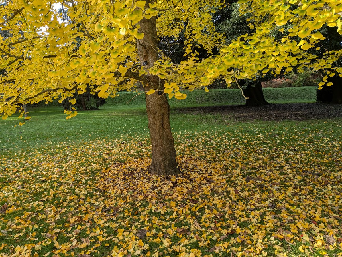 catecawley's tweet image. Ginkgo, Maidenhair or Fossil #Tree, seen as a living fossil. Bright yellow #leaves can bring a good #harvest if they turn #colour at once. Associated with longevity, vitality, #peace and resilience. A sacred tree connected to heaven &amp;amp; earth. #FolkloreSunday