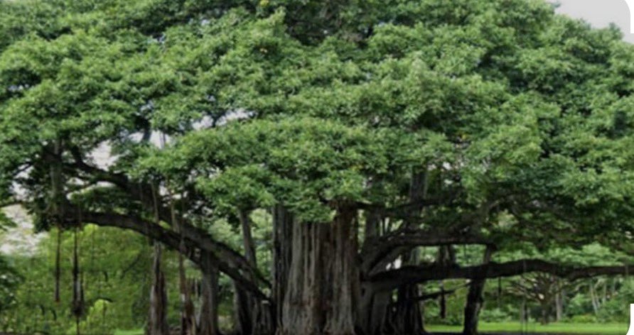 rajuparulekar's tweet image. झाडविरोधी महंत अरब देशात कुणा अबलेला तिच्या मनाविरुद्ध तेल लावून द्यायच्या भानगडीत आयुष्यभरासाठी आखाती जेलात खितपत पड़ला होता. तेव्हा सुषमा स्वराजजींनी राजनैतिक संबंध वापरून त्याला सोडवला होता.
आता कर्जमुक्तीसाठी झाड़े बळी द्यायचा क्षण आलेला आहे.
कमळाताईंकड़े एकेक अशे बुभुक्षित…