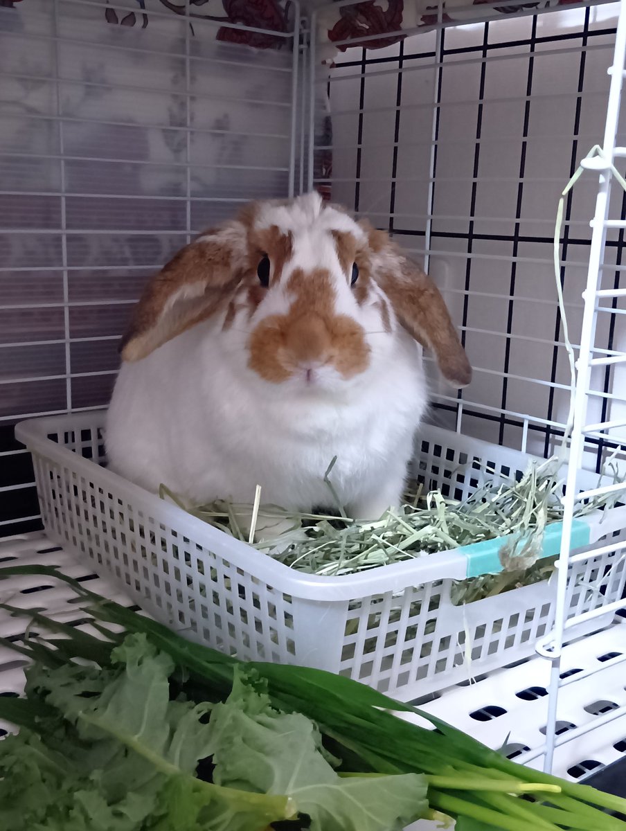 小動物の里親募集】東京都・ウサギ・梅っこ 可愛いブロークン柄【オラ